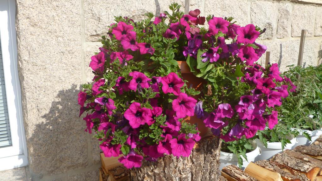 Pension Wernesgrün Dış mekan fotoğraf